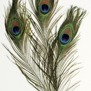 Meet your Posher, Asimina